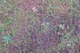 Mischung mit Sedum album